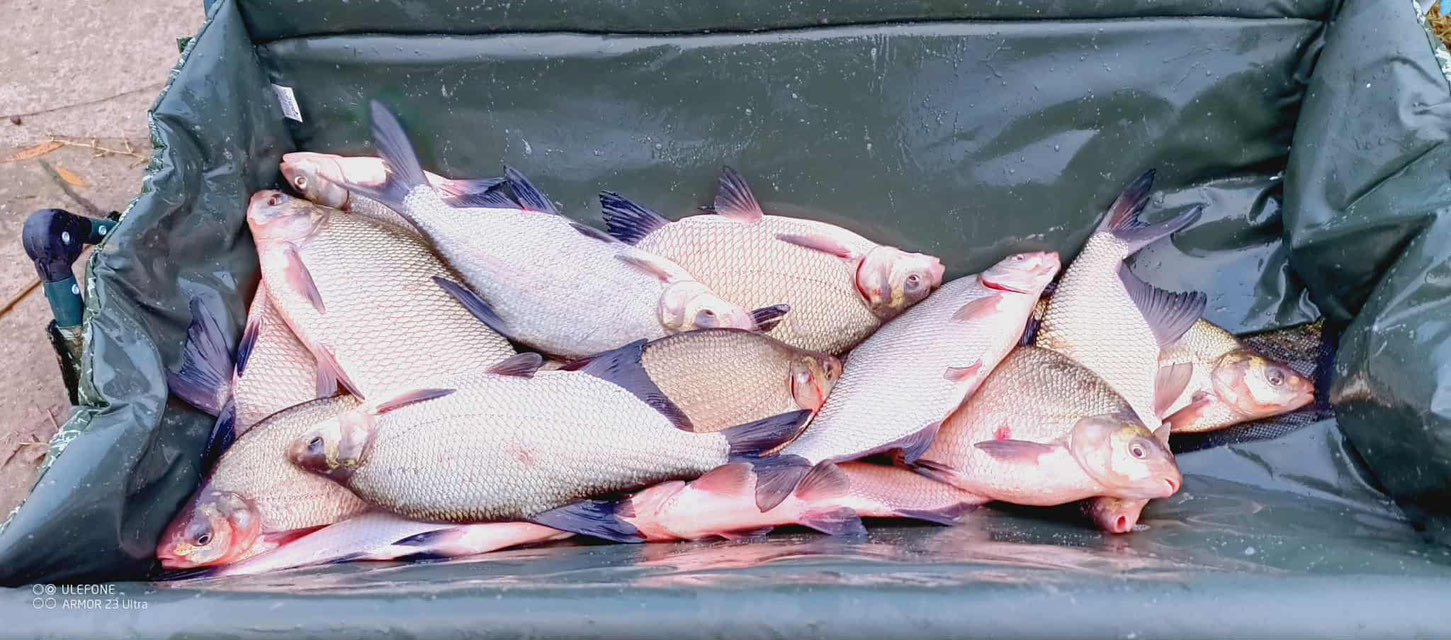 Őszi halasítások Látóképen Őszi halasítások Látóképen